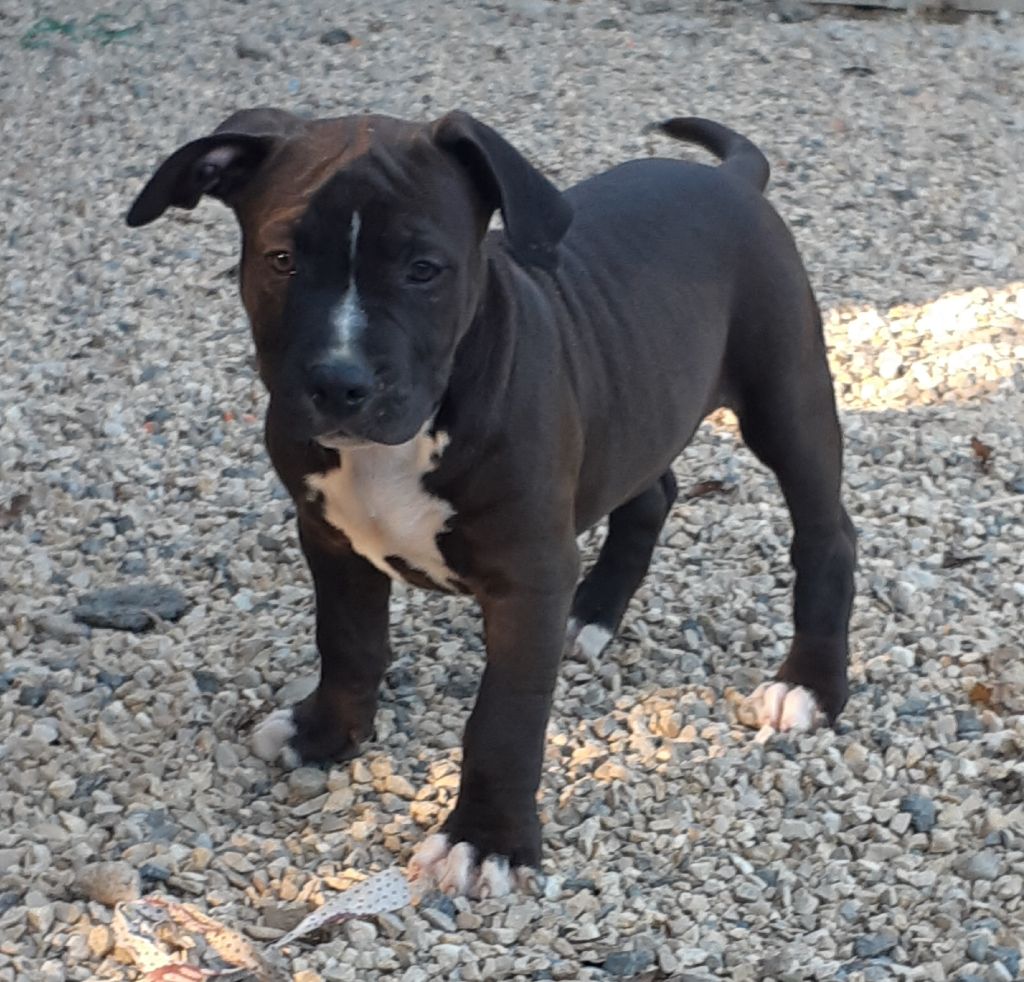 chiot American Staffordshire Terrier d'Ani'zen