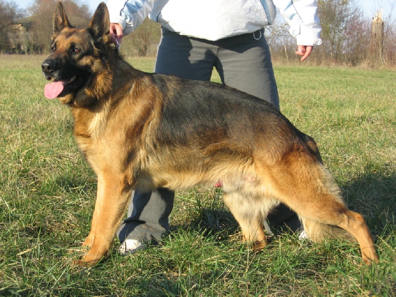 Tayson Des marais d'elesmes