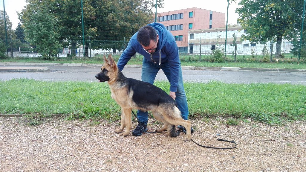 Rassemblement des chiots de joye pour leurs 6mois