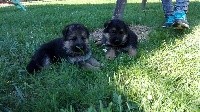 CHIOT