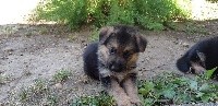 pixelle