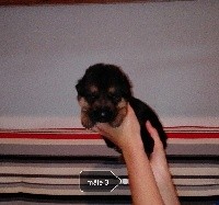 CHIOT