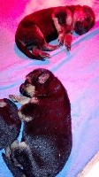 CHIOT