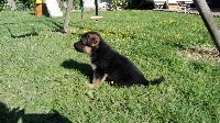 CHIOT