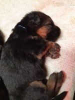 CHIOT collier bleu
