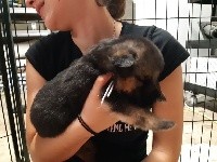 rex